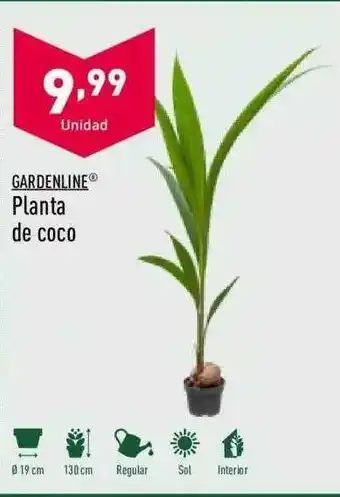ALDI Gardenline planta de coco oferta