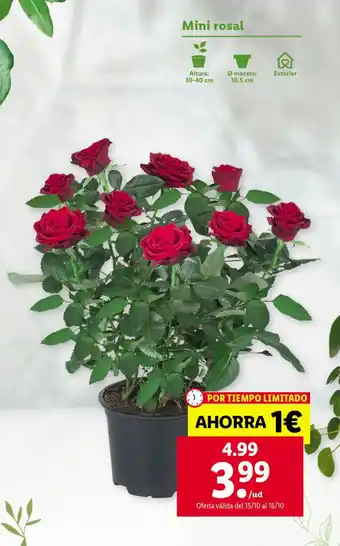 Lidl Mini Rosal oferta