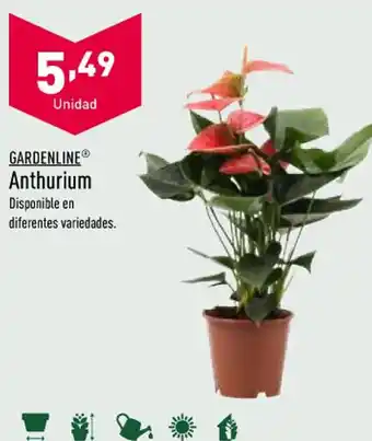 Lidl Anthurium oferta