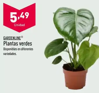 Lidl Plantas Verdes oferta
