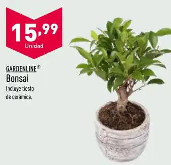 Lidl Bonsai oferta
