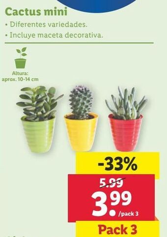 Lidl Cactus oferta