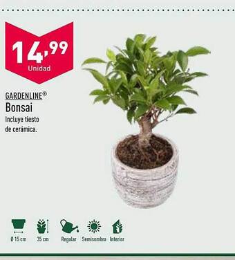 ALDI Gardenline bonsai oferta