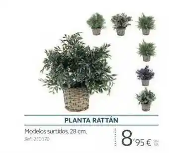 Makro Planta rattán oferta