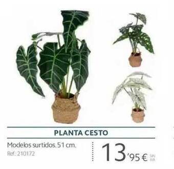 Makro Planta cesto oferta