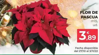 SPAR Gran Canaria Flor de pascua m15 oferta