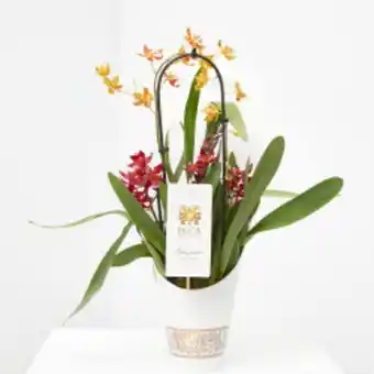 Verdecora Orquídeas inca maceta 12cm... oferta