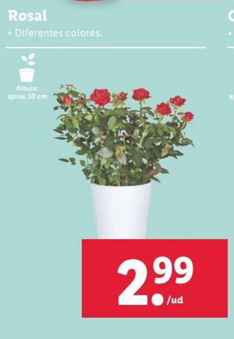Lidl Rosal oferta