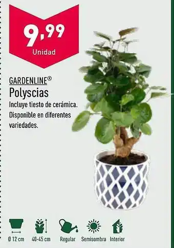 ALDI Gardenline polyscias oferta