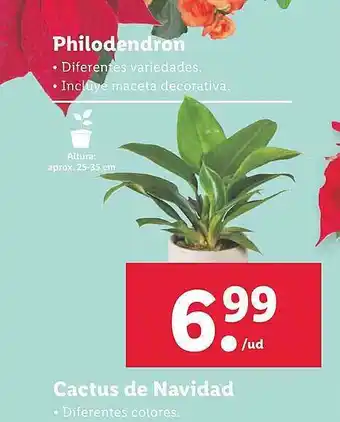 Lidl Philodendron cactus de navidad oferta