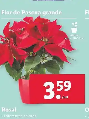 Lidl Flor de pascua grande rosal oferta