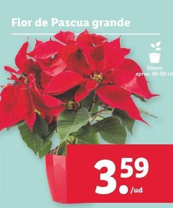 Lidl Flor de pascua oferta