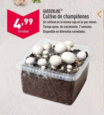 ALDI Cultivo de champiñones oferta