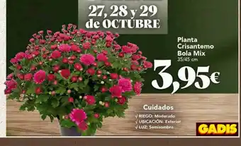 Gadis Planta crisantemo bola mix oferta
