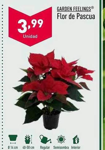 ALDI Garden feelings flor de pascua oferta