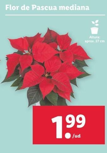 Lidl Flor de pascua oferta