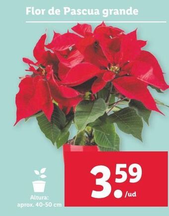 Lidl Flor de pascua oferta