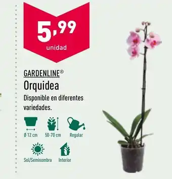 ALDI Garderline Orquidea oferta