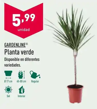 ALDI Garderline Planta verde oferta