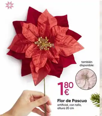 Pepco Flor de pascua oferta