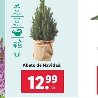 Lidl Abeto de navidad oferta