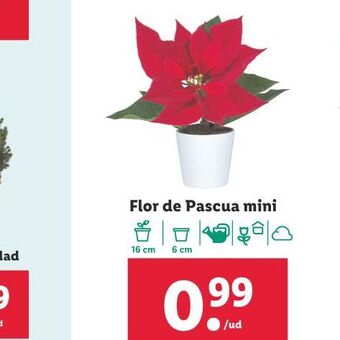 Lidl Flor de pascua mini oferta