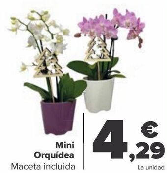 Carrefour Mini orquídea oferta