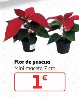 Alcampo Flor de pascua oferta