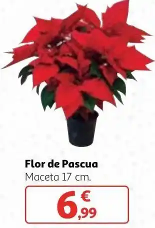 Alcampo Flor de pascua oferta