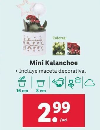 Lidl Plantas oferta