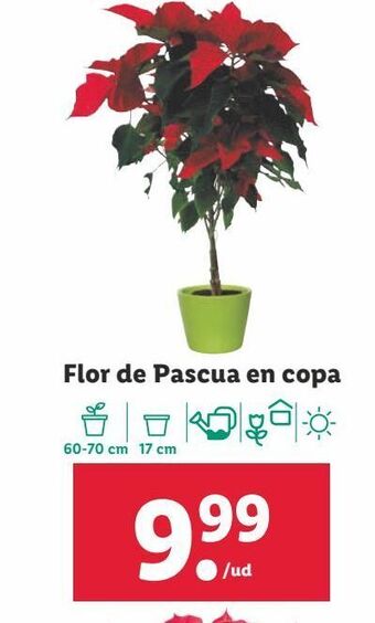 Lidl Flor de pascua oferta