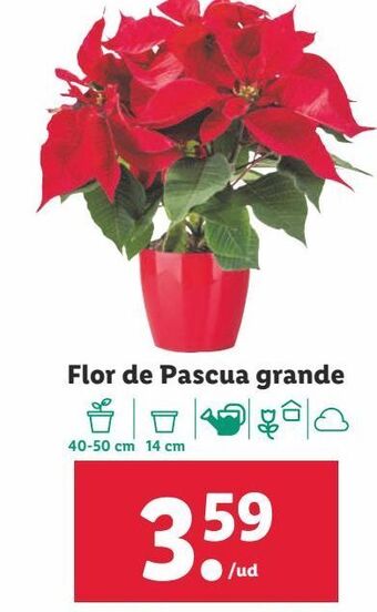 Lidl Flor de pascua oferta