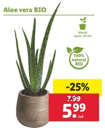 Lidl Aloe vera BIO oferta