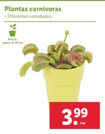 Lidl Plantas carnivoras oferta