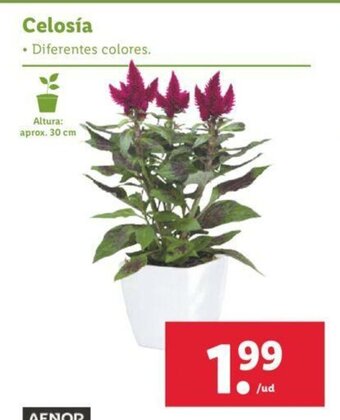 Lidl Celosía oferta