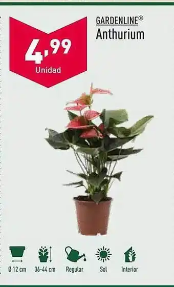 ALDI Gardenline athurium oferta
