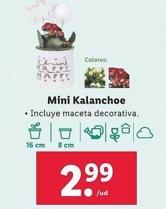 Lidl Mini kalanchoe oferta