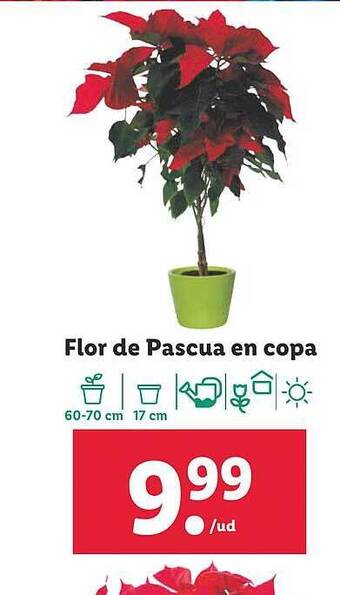 Lidl Flor de pascua en copa oferta