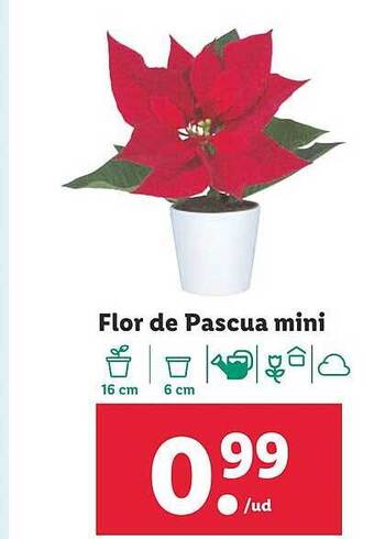 Lidl Flor de pascua mini oferta