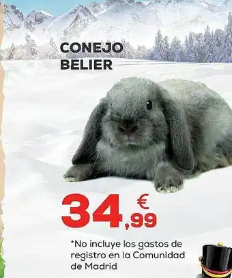 Kiwoko Conejo belier oferta