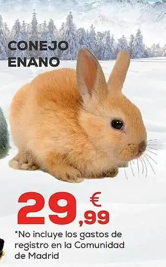 Kiwoko Conejo enano oferta