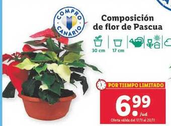 Lidl Composición de flor de pascua oferta