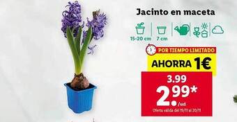 Lidl Jacinto en maceta oferta