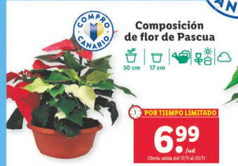 Lidl Composición de Flor de Pascua oferta
