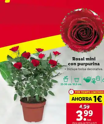 Lidl Rosal Mini Con Purpurina oferta