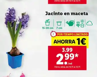 Lidl Jacinto En Maceta oferta