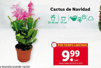 Lidl Cactus De Navidad oferta