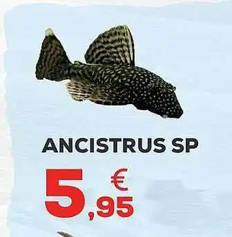 Kiwoko Ancistrus sp oferta