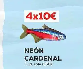 Neón cardenal