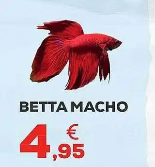 Kiwoko Betta macho oferta